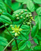 Blue Cohosh