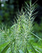 Bottlebrush Grass