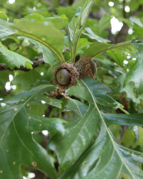Bur Oak