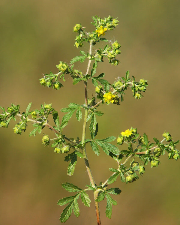 Bushy Cinquefoil