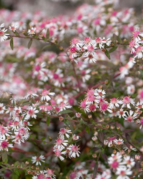 Calico Aster