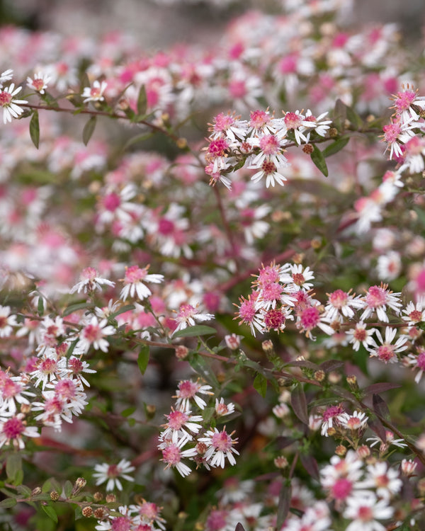 Calico Aster
