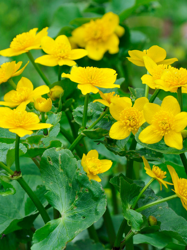 Marsh Marigold