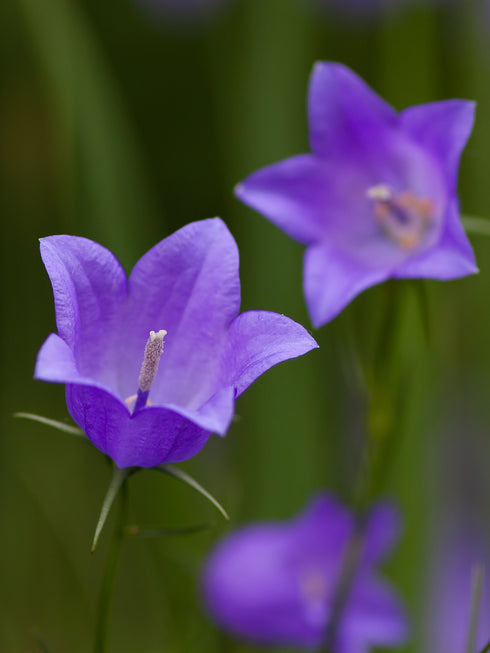 Harebell