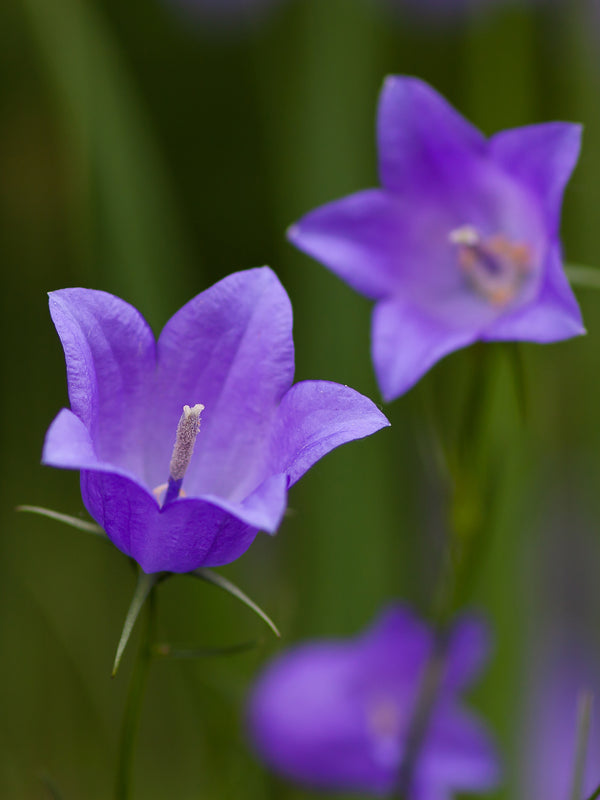 Harebell