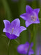 Harebell