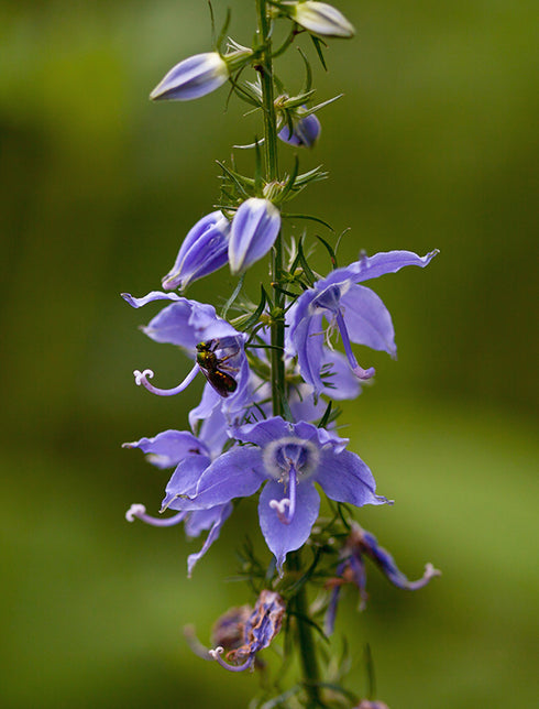 Tall Bellflower