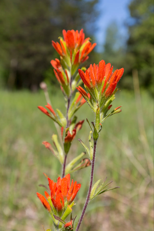Indian Paintbrush