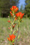 Indian Paintbrush