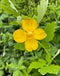 Celandine Poppy