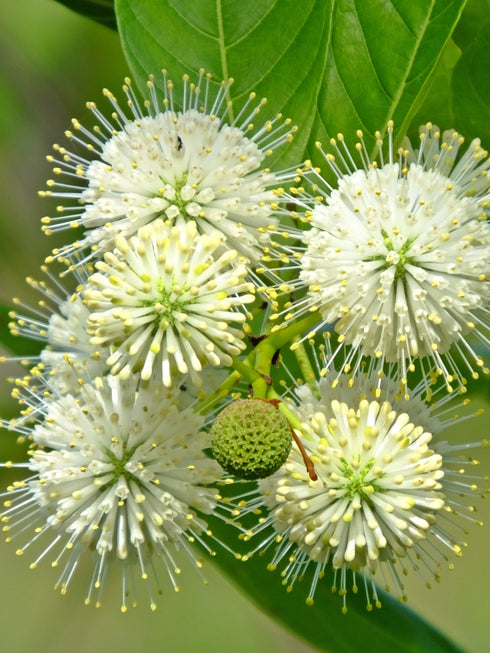 Buttonbush