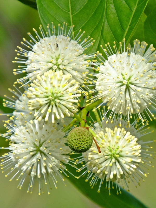 Buttonbush