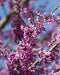 Eastern Redbud