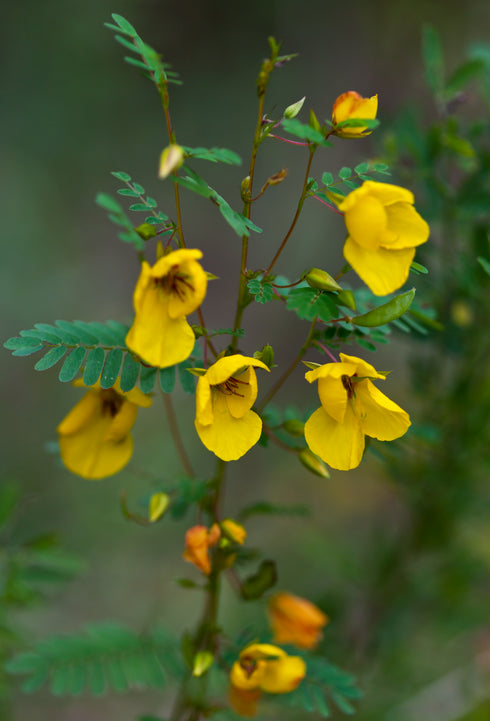 Partridge Pea
