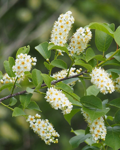 Chokecherry