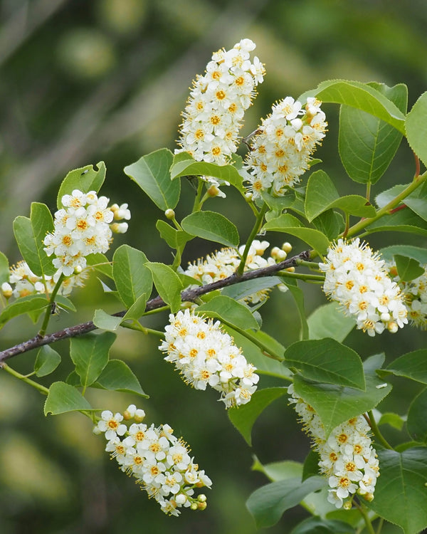 Chokecherry