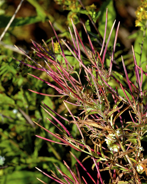 Cinnamon Willow Herb