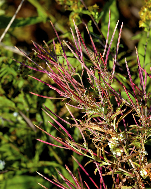 Cinnamon Willow Herb
