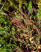 Cinnamon Willow Herb