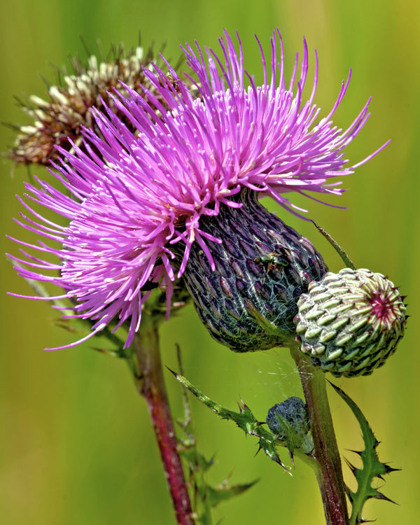 Swamp Thistle