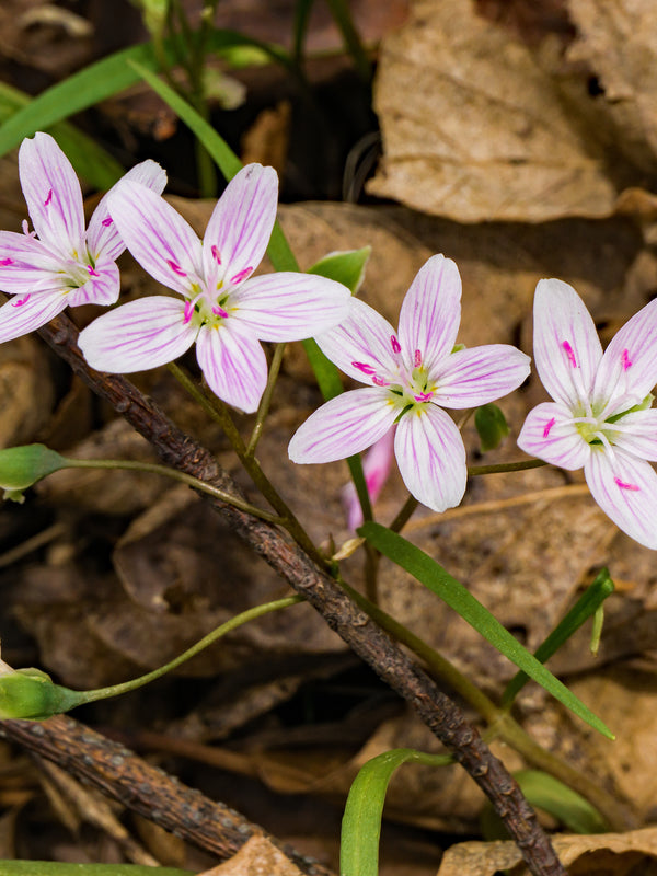 Spring Beauty