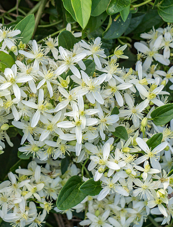 Virgin's Bower