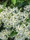 Virgin's Bower