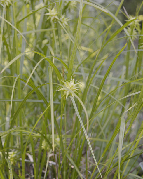Common Bur Sedge