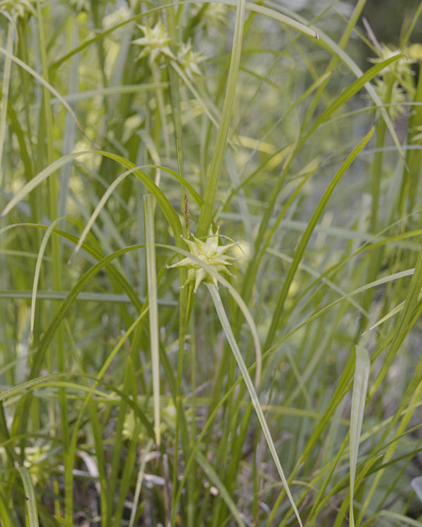 Common Bur Sedge