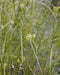 Common Bur Sedge