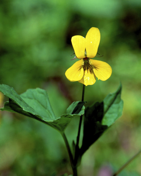 Smooth Yellow Violet