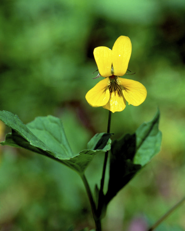 Smooth Yellow Violet