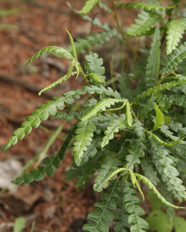 Sweet Fern