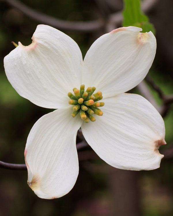 White Flowering Dogwood