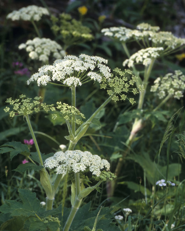 Cow Parsnip