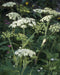 Cow Parsnip