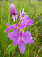 Grass Pink Orchid