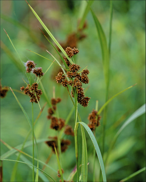 Dark-green Bulrush