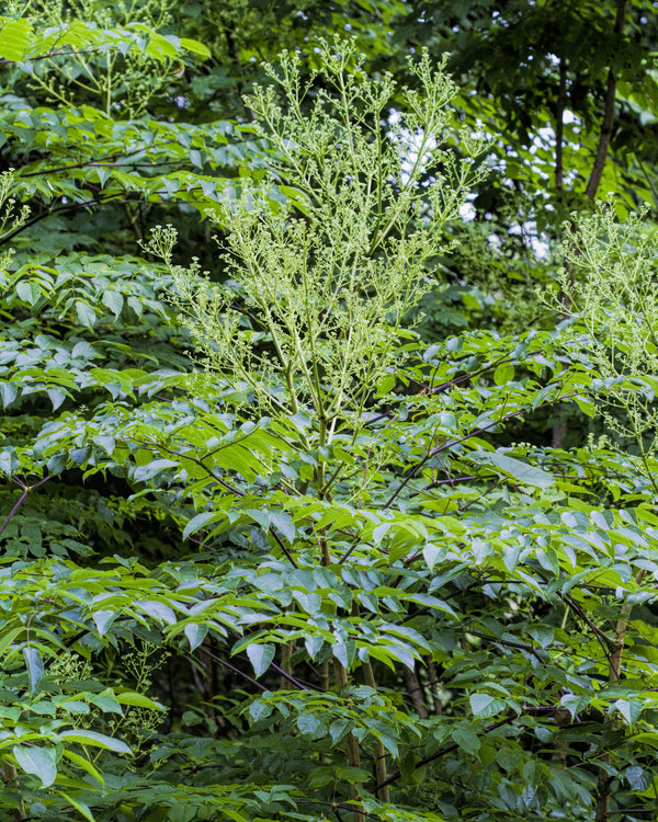 Devil's Walking Stick