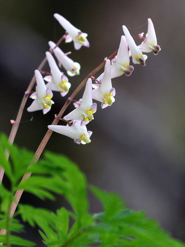 Dutchman's Breeches