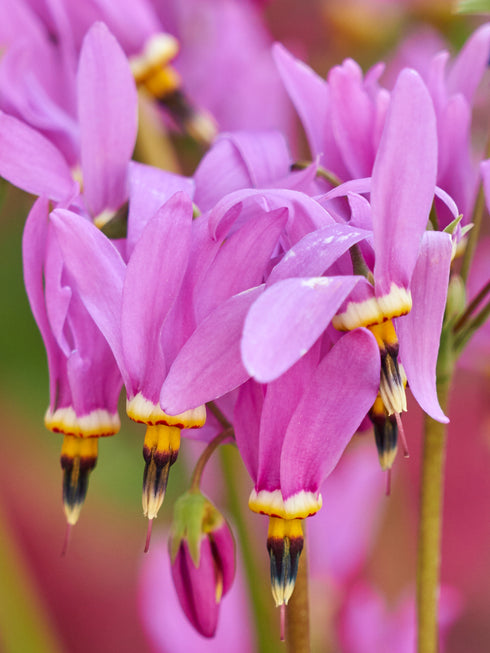 Midland Shooting Star
