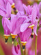 Midland Shooting Star