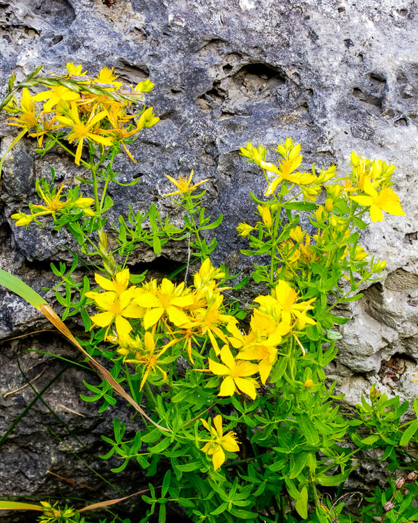 Dotted St. John's Wort