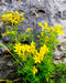 Dotted St. John's Wort