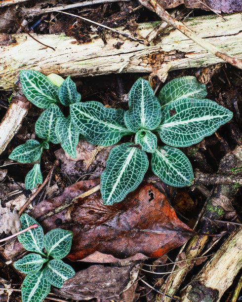 Downy Rattlesnake Plantain