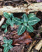 Downy Rattlesnake Plantain