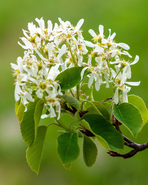 Downy Serviceberry