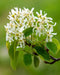 Downy Serviceberry