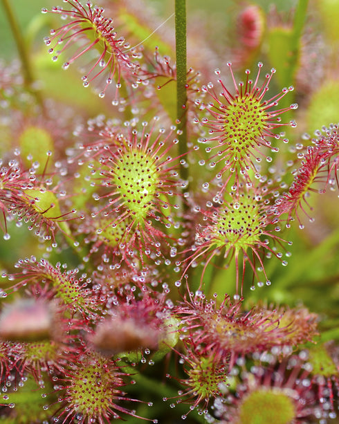 Oblong-leaved Sundew