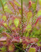Oblong-leaved Sundew